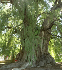 Tisovec mexický - Taxodium huegelii - semená - 5 ks