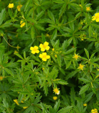 Nátržník vzpriamený - Potentilla erecta - semená - 8 ks