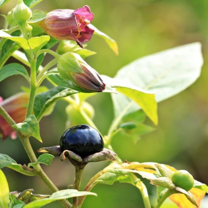 Ľuľkovec zlomocný - Atropa belladonna - semená - 10 ks