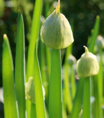 Cibuľa sečka Welsch - Allium fistulosum - semená - 400 ks