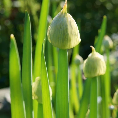 Cibuľa sečka Welsch - Allium fistulosum - semená - 400 ks