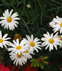 Ruman roľný - Anthemis arvensis - semená - 0,2 g