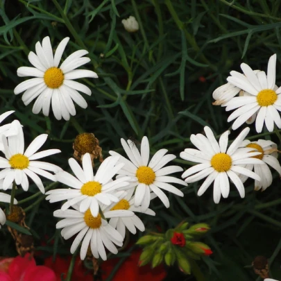 Ruman roľný - Anthemis arvensis - semená - 0,2 g