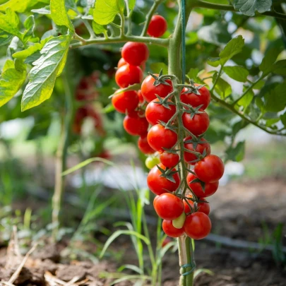 Paradajka koktejlová Cerise - Solanum lycopersicum - semená - 10 ks