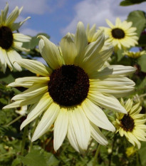 Slnečnica slabá zmes farieb - Helianthus debilis - semená - 7 ks