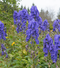 Prilbica horská - Šalamounek - Aconitum napellus - semená - 8 ks