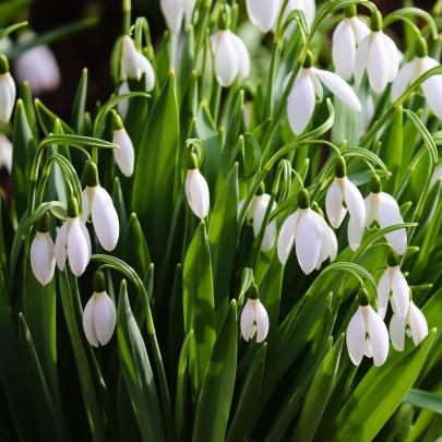 Snežienka Elwésova - Galanthus elwesii - cibuľoviny - 3 ks