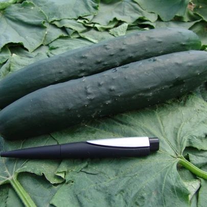 Uhorka F1 Aikon - Cucumis sativus - semená - 10 ks