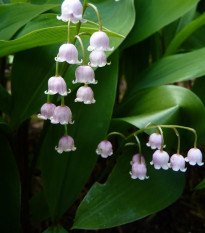 Konvalinka voňavá ružová - Convallaria majalis - cibuľoviny - 1 ks