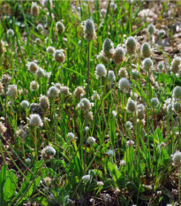 Skorocel Minutina - Plantago coronopus - semená - 500 ks