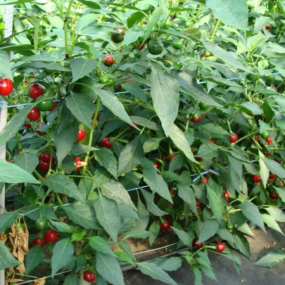 Chilli Koral - Capsicum annuum - semená - 40 ks