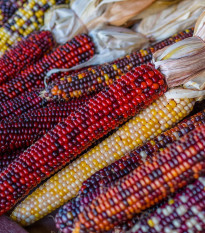 Kukurica Amero okrasná - Zea mays - semená - 15 ks