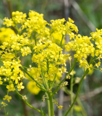 Roripovník východný - Bunias orientalis - semená - 6 ks