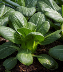 Pak Choi Hanakan F1 - Brassica rapa var rosularis - semena - 70 ks