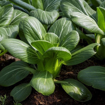 Pak Choi Hanakan F1 - Brassica rapa var rosularis - semena - 70 ks