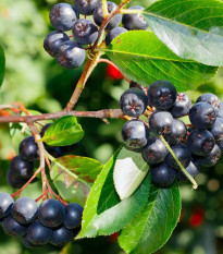 Arónia čiernoplodá - Aronia melanocarpa - semená - 7 ks