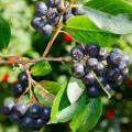 Arónia čiernoplodá - Aronia melanocarpa - semená - 7 ks