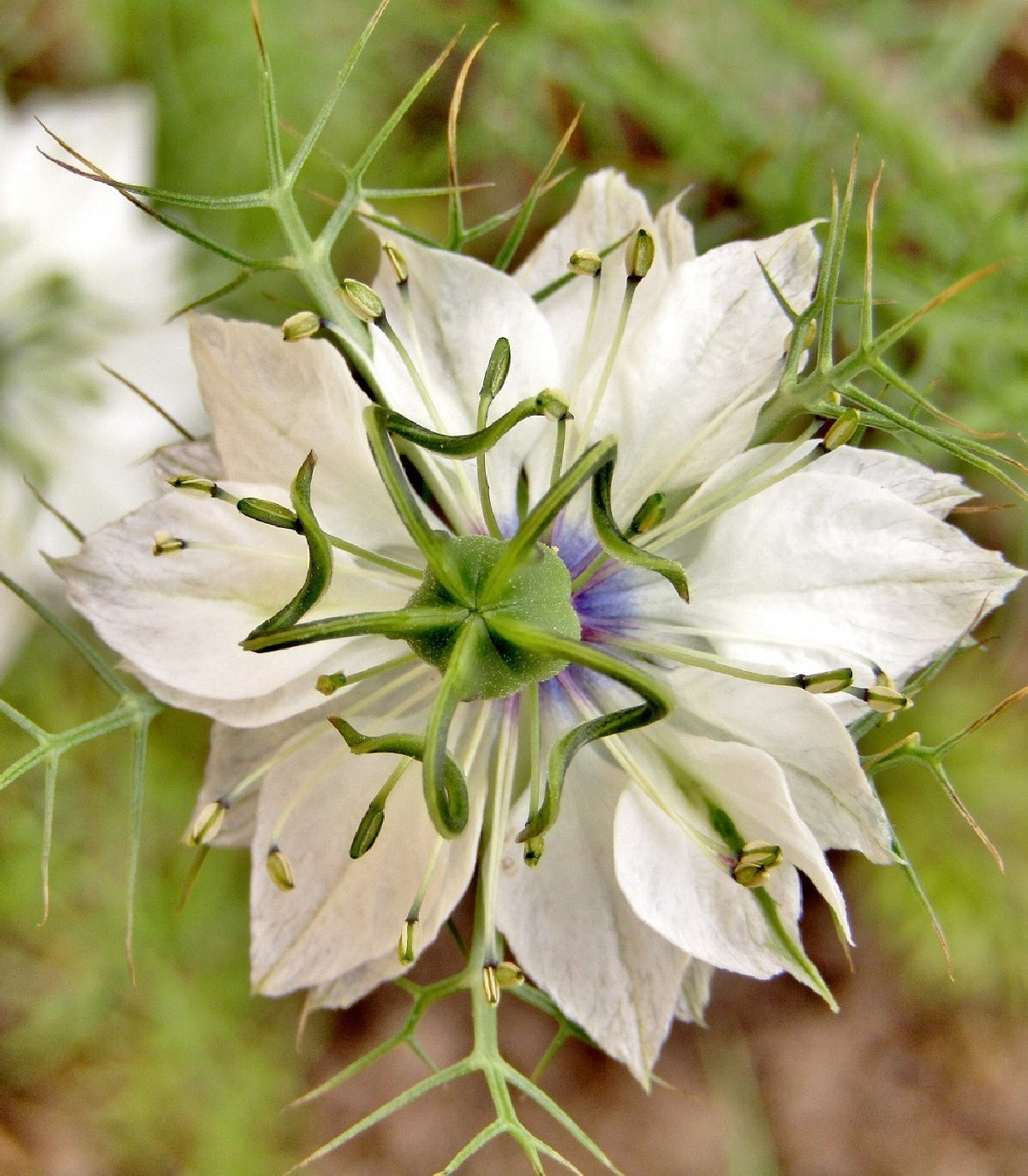 Černuška damascénska biela - Nigella Damascena - semená - 150 ks
