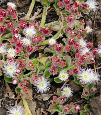 Poludňovka trblietavá - Mesembryanthemum crystallinum - semená - 300 ks