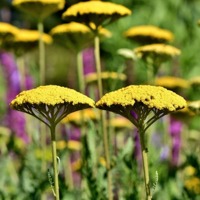 Rebríček túžobníkový Parkers žltý - Achillea filipendulina - semená - 900 ks