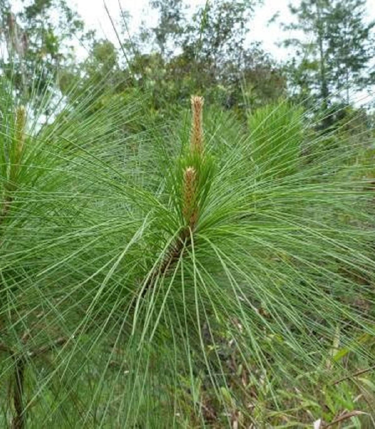 Borovica gerardiana - Pinus gerardiana - semená - 5 ks