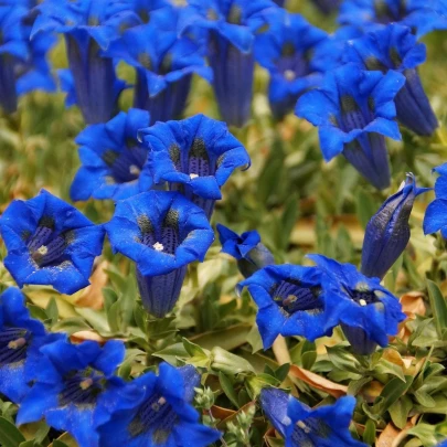 Horec úzkolistý - Gentiana angustifolia - semená - 8 ks