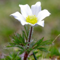 Poniklec alpský - Pulsatilla vulgaris - semená - 10 ks