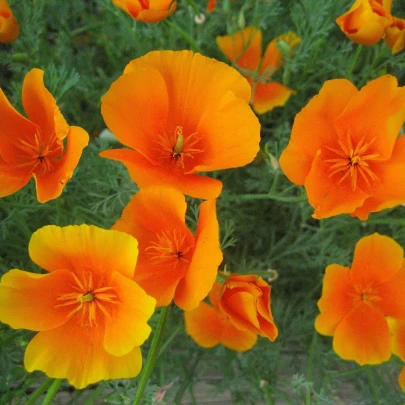 Slncovka kalifornská oranžová - Eschscholzia californica - semená - 200 ks