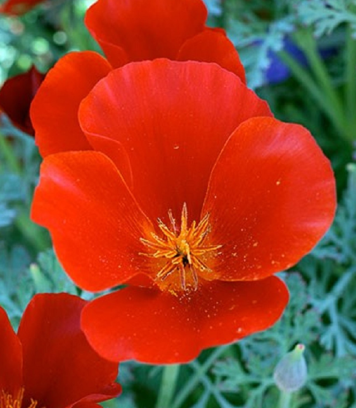 Slncovka kalifornská červená - Eschscholzia californica - semená - 450 ks