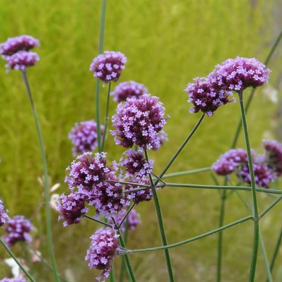 Železník argentínsky - Verbena bonariensis - semená - 200 ks