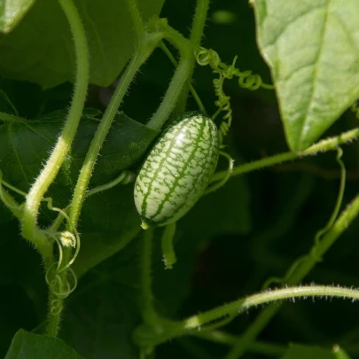 Mexická miniuhorka - Zehneria scabra - semená cucamelona - 5 ks