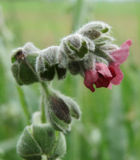 Psojazyk lekársky - Cynoglossum officinale - semená - 10 ks