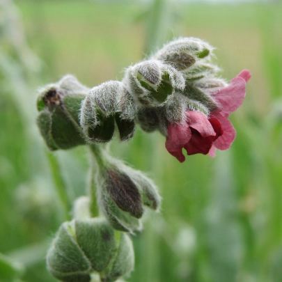 Psojazyk lekársky - Cynoglossum officinale - semená - 10 ks