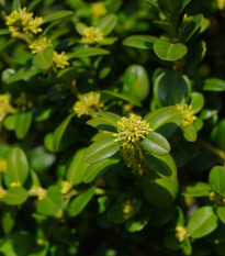 Buxus - Buxus sempervirens - semená - 10 ks