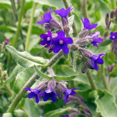 Pilát lekársky - Anchusa officinalis - semená - 10 ks