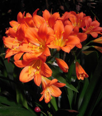 Klívia - Clivia robusta - semená - 6 ks