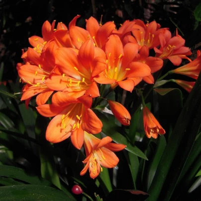 Klívia - Clivia robusta - semená - 6 ks