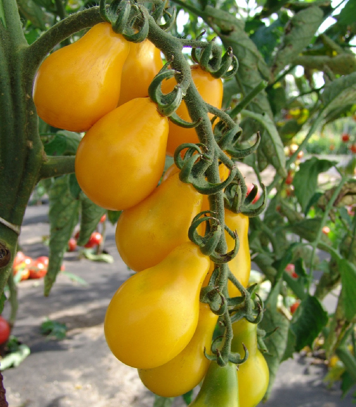 Paradajka Perun - Solanum lycopersicum - semená - 10 ks