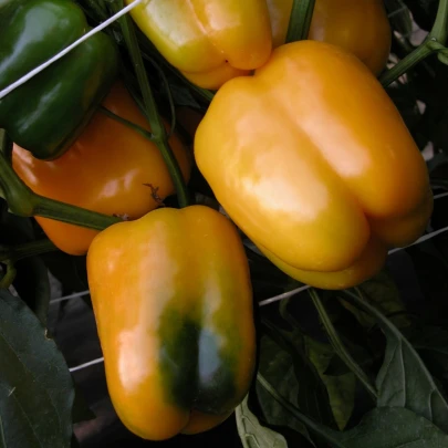 Paprika Mystery - Capsicum annuum - semená - 15 ks