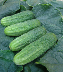 Uhorka nakladačka Everest F1 - Cucumis sativus - semená - 15 ks