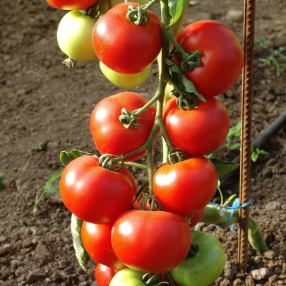 Paradajka Dafne F1 - Solanum lycopersicum - semená - 12 ks