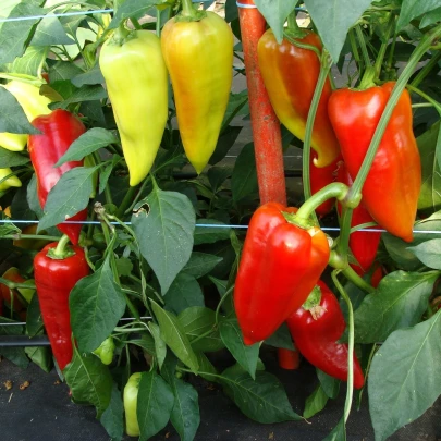 Paprika Beja F1 - Capsicum annuum - semená - 10 ks