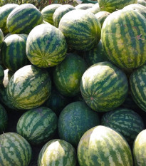 Melón vodný Lajko F1 - Citrullus lanatus - semená - 5 ks