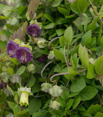 Kobea šplhavá fialová - Cobaea scandens - semená - 7 ks