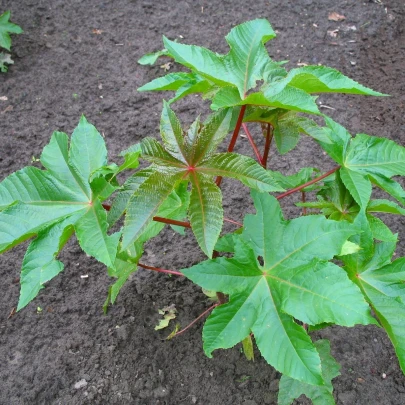 Ricín obyčajný zanzibariensis - Ricinus communis - semená - 3 ks