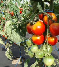 Paradajka poľná skorá - Solanum lycopersicum - semená - 35 ks