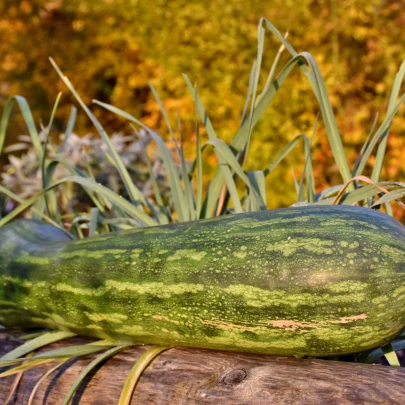 Tekvica Lunga di Napoli - Cucurbita moschata - semená - 5 ks