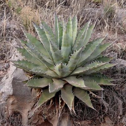 Agáve chrysantha - Agave - semená - 10 ks