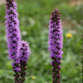 Liatra klasnatá Floristan Violet - Liatris spicata - semená - 20 ks