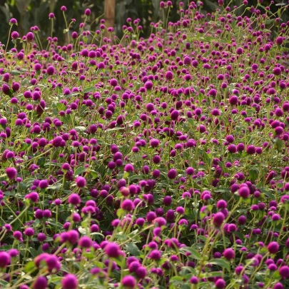 Gomfréna guľovitá fialová - Gomphrena globosa - semená - 25 ks